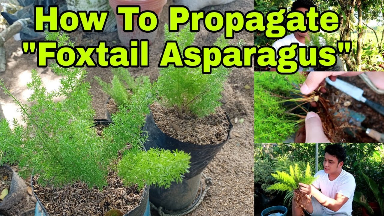 where to buy foxtail fern near me